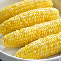 Sweet Corn