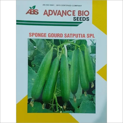 Agriculture Practice Sponge Gourd Hybrid Seeds