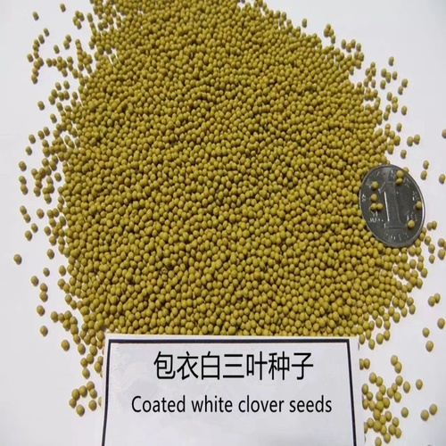 High Germiantion Clover Seed Trifolium Repens L Seeds For Growing