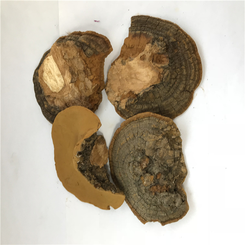 sang huang bulk natural oragnic herbal dried Phellinus igniarius sanghaung