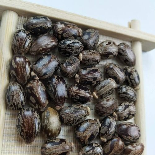 Bi Ma Zi Cheap Price Premium Quality Wholesale Factory Supply Anhui Castor Bean Seeds