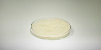 Fish Amino Acid Powder