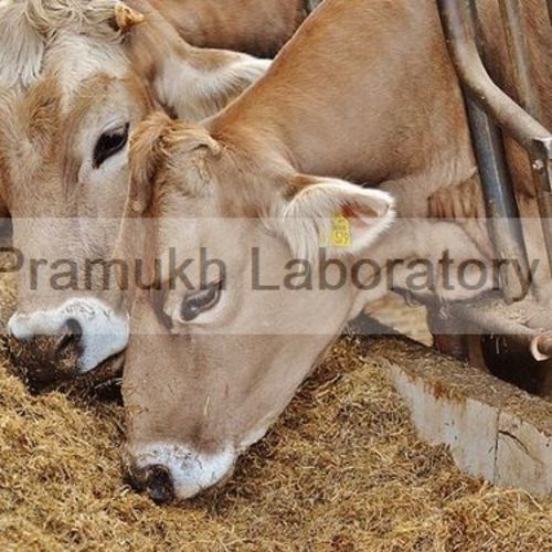 Cattle Feed Testing Services