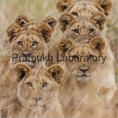 Veterinary Testing सेवाएं