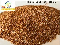 Red Millet (panicum Miliaceum) For Bird Feed