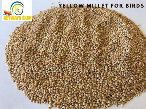 Yellow Millet (Panicum Miliaceum) for Bird Feed