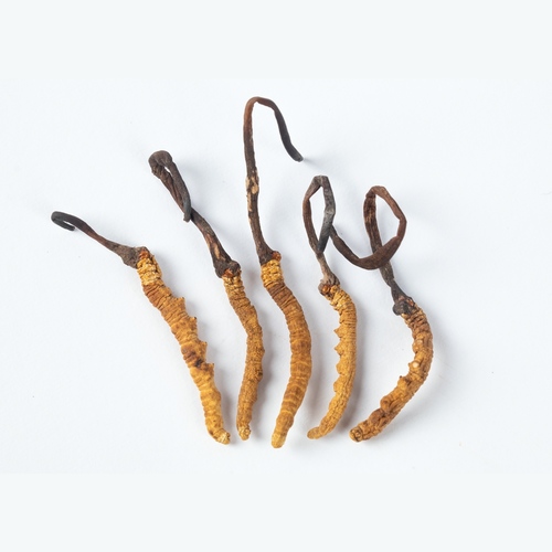 Reduces Fatigue Chinese Herb 100% Natural Cordyceps