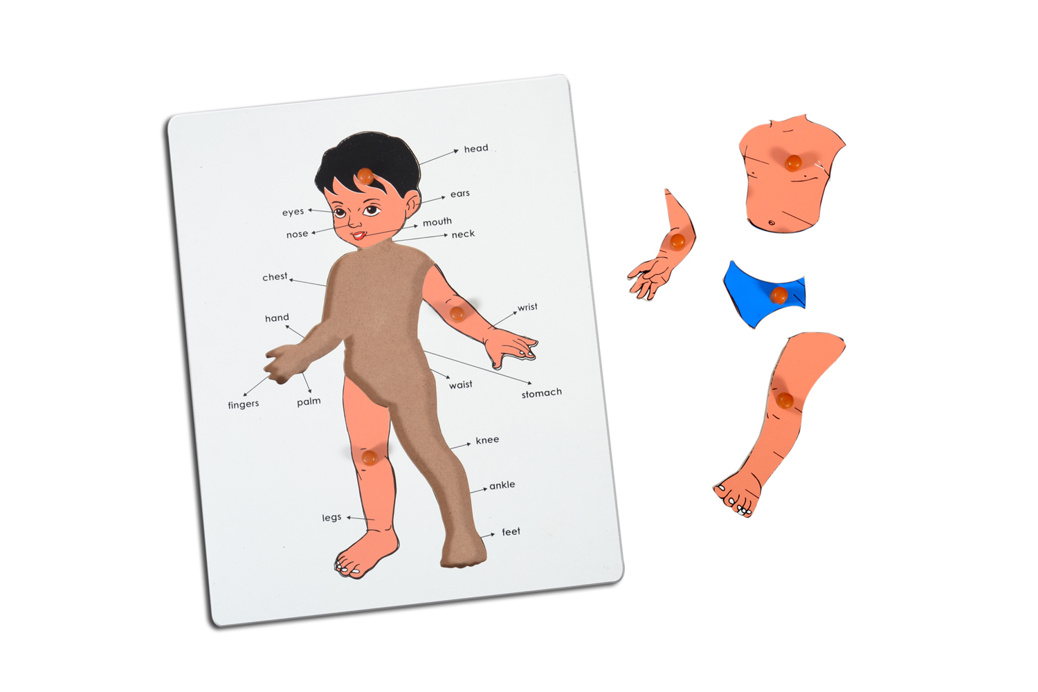 Kidken Part of Body Puzzle