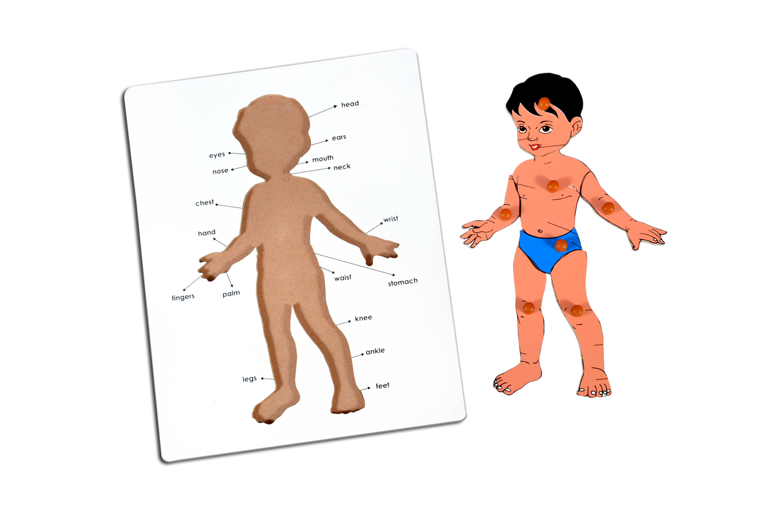 Kidken Part of Body Puzzle