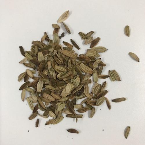 High Germination Herb Seeds Angelica Keiskei Seed For Sowing