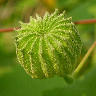 Khareti Herb