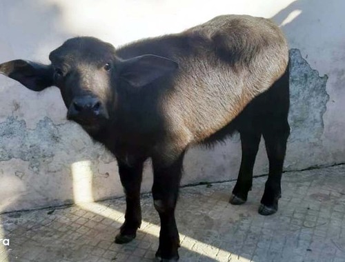 Murrah calf