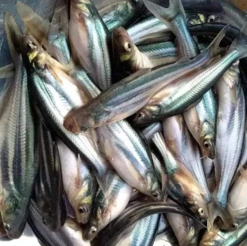 Phangasius Fish Seed