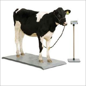 Indicater Stand Weighing Machine