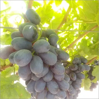 Sharad Seedless Grapes By GRAPE MASTER ORGANIC FARMERS PRODUCER COMPANY LIMITED
