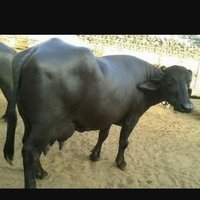 Murrah buffalo supplier