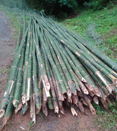 Raw Bamboo And Bamboo Polls