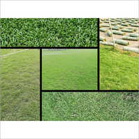 Natural Carpet Grass