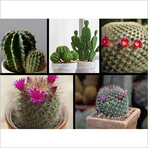 Succulant And Cactus Plant