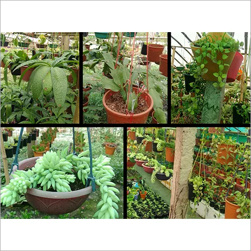 Hanging Plant
