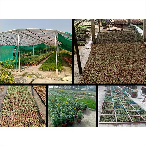 Plant Production Projects