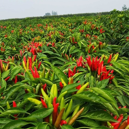 Chao Tian Jiao Healthy Vegetable Hot Pod Pepper Seed From China
