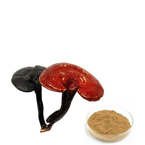 Organic Reishi Powder Ganoderma Powder Lingzhi Mushroom 4% Polysaccharide With 2% Triterpene