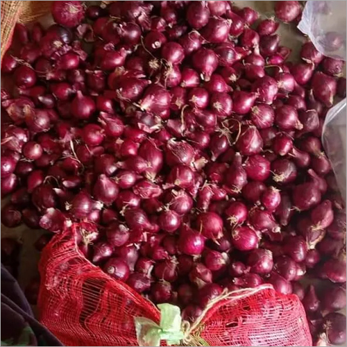 Fresh Onion - Organic Natural Shape | Indian Origin Ideal for Culinary Uses