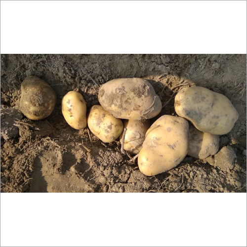 Fresh Potato - Organic Natural Shape Ideal for Culinary Uses
