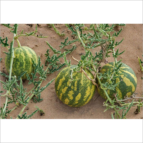 Indrayan Fruit at Best Price in Udaipur, Rajasthan Amritanjali