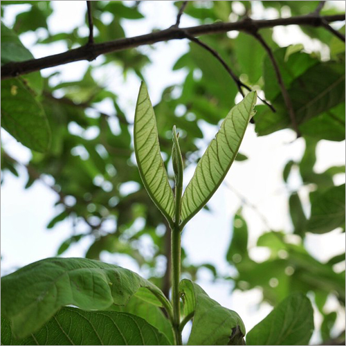 Amrudh Leaf