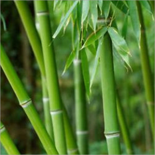 Bamboo Plant