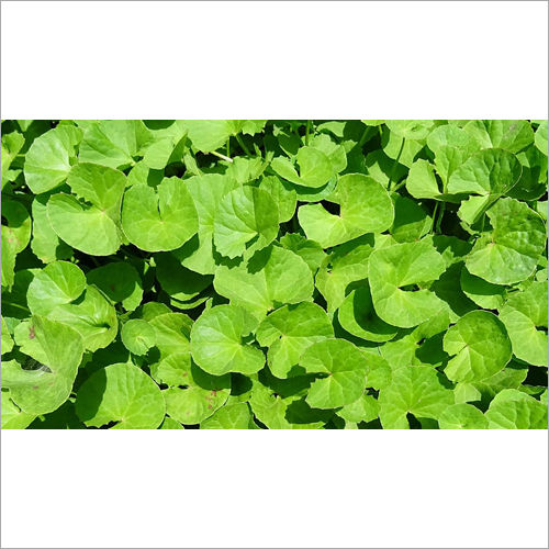 Brahmi Herb