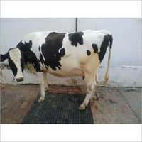 HF Cows