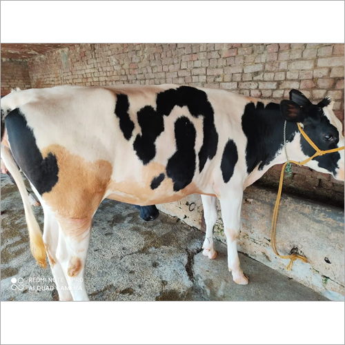 High Quality HF Cow