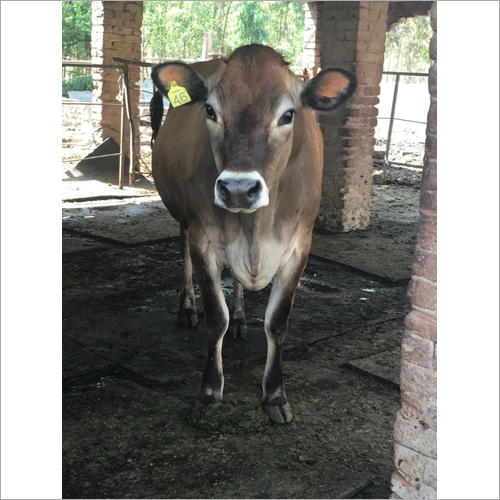 Dairy Farm Jersey Cow
