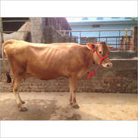 High Yield Jersey Cow