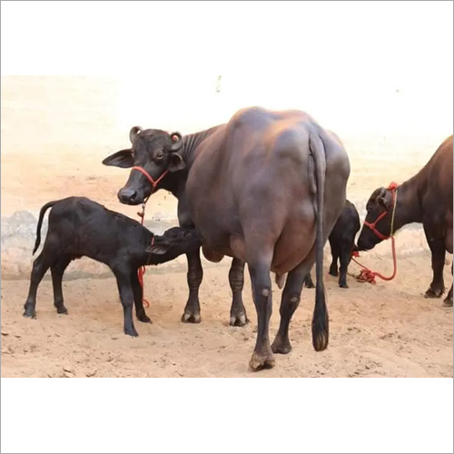 Murrah Black Buffalo