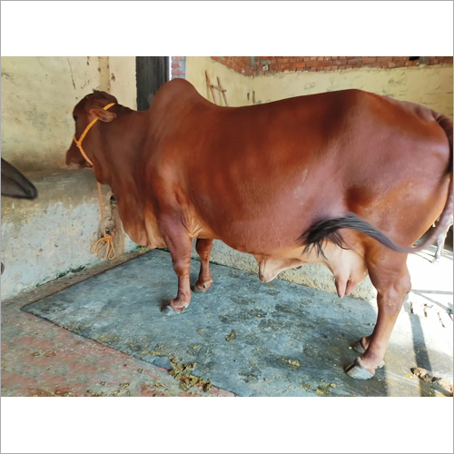 Sahiwal Cow