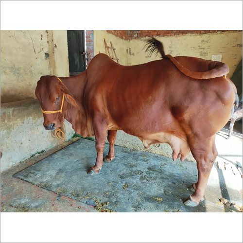 Indian Sahiwal Cow