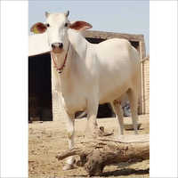 High Yield Tharparkar Cow