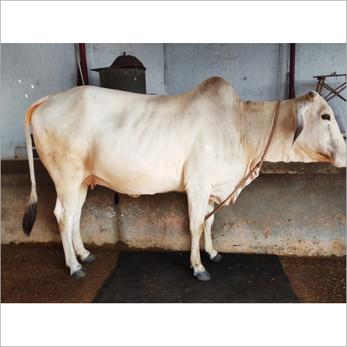 Livestock Tharparkar Cow