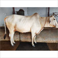 Tharparkar Cow
