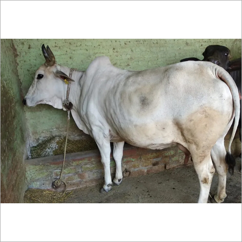 White Tharparkar Cow