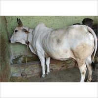 Vaca branca de Tharparkar