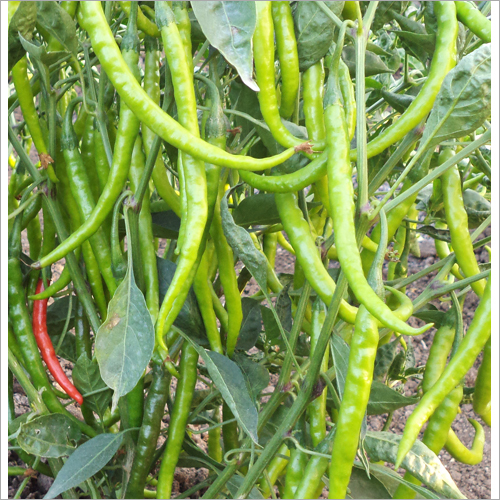 Organic F1 Hybrid Minal Chilli Seeds