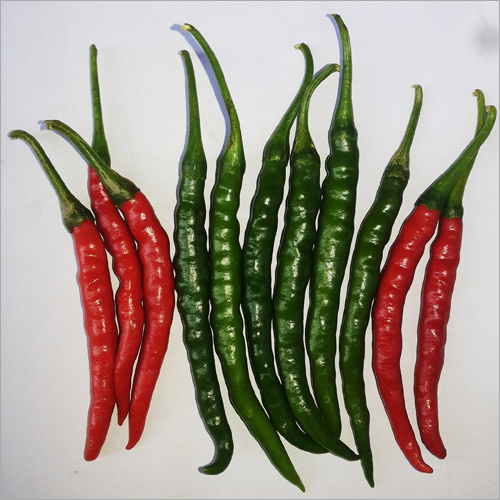 F1 Hybrid Shri 70 Chilli Seeds - 10 Grams High Purity Hybrid Vegetable Seeds | Grade A Quality, Versatile Flavor, Ideal for Cultivation