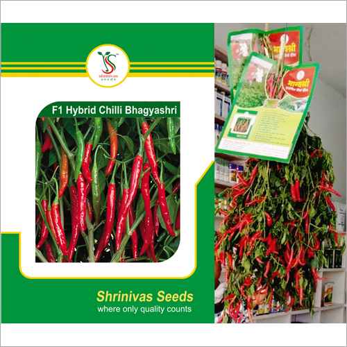 Organic F1 Hybrid Chilli Bhagyashri