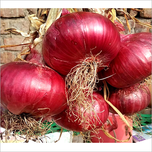 Onion Seed - Organic Grade A, High Purity for Economic Indoor and Garden Cultivation