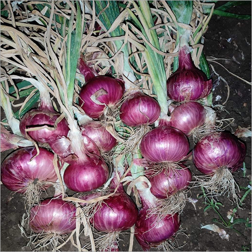 Organic Pink Onion Seed